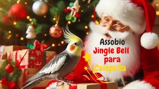 ASSOBIO quotJINGLE BELLquot PARA ENSINAR SUA CALOPSITA assobiocalopsita cockatiels calopsita [upl. by Michal]