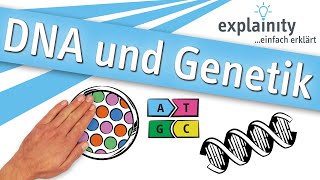 DNA und Genetik einfach erklärt explainity® Erklärvideo [upl. by Haswell556]