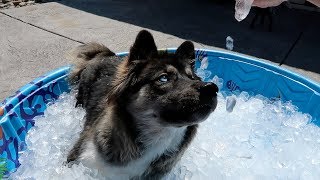 Husky Puppy Gets Ice Pool for the FIRST Time [upl. by Gardas]