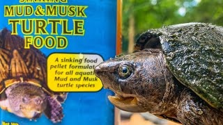 Feeding and Review of Zoo Med Musk Turtle Food Tong Feeding BIG Softshell Turtle Feeding Friday 1 [upl. by Kammerer687]