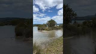 ニュージーランド北島の北🇳🇿 ホキアンガ地方の海 マングローブ Mangrove forest in Hokianga Far North New Zealand [upl. by Christabel]