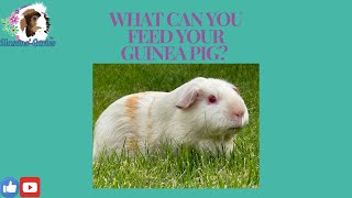 What can you feed your guinea pigs Raspberries [upl. by Ynotna]