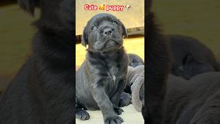 Cane CORSO Cute 🥰 puppy 🐶 For Dog lover 💕imotional shorts tranding [upl. by Donelson454]