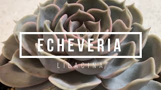 Echeveria Lilacina [upl. by Matazzoni]