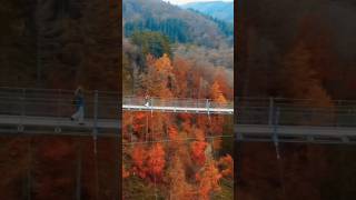 Geierlay Bridge from Above 🌁 shorts germany travellife hiking autumn [upl. by Rosemary]