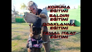 MALİNOİS KORUMA amp SALDIRI EĞİTİMİ malinois traning germanshepherd k9 dog bodyguardtraining [upl. by Ennahs]