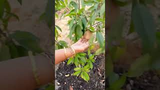 happy gardening 🌻🌻🌻 chef food seetha recipe delicious farming foodie [upl. by Hsirahc]