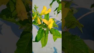 tecoma plant 🌠 mini garden shortsvideo garden miniplant [upl. by Attenwad]