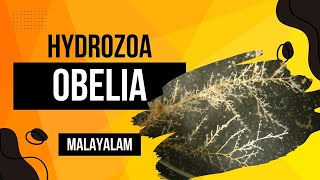 Hydrozoa  Obelia  Malayalam  FYUGP  Sem 1  Dr RaniSDharan [upl. by Gnehs]