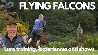 Flying Falcons in shows  Lure training experiences and more with Gulliver the tripbred falcon [upl. by Assilym481]