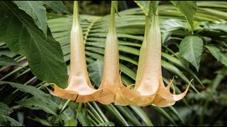 The Dangers of ‘Angels Trumpet What to Know About The TOXIC Plant Native to Florida [upl. by Goss]