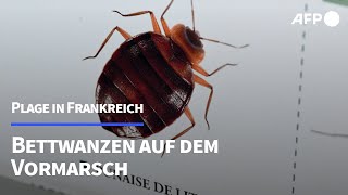 quotBettwanzen sind die Höllequot  AFP [upl. by Anura]