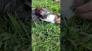 Little Munchkin roam time Hamster in the wild 😜 animalshorts cuteanimal cutepet animals [upl. by Adlin975]