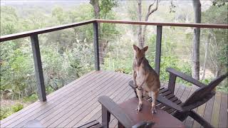 Our backyard Pademelon in Julatten Far North Queensland [upl. by Ligriv]