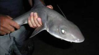 Surf Fishing Golden Beach Vic Australia  Shark Fighters [upl. by Nuahsor169]