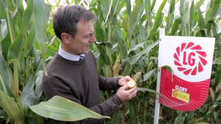 Choosing the Right Maize Silage Variety [upl. by Rosenberger]