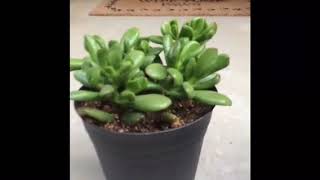 My crassula collection and tips for caring for crassula plants [upl. by Lordan146]