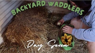 Day seven Vlog duck egg collection The end [upl. by Agnimod973]