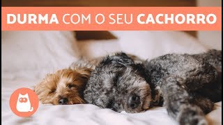 DORMIR COM CACHORRO faz mal [upl. by Nairde]