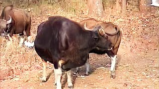 Indian Bison Test for Mating of Kanha National Park Slow motion by Shirishkumar Patil [upl. by Blalock]