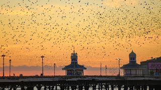 Starlings Murmurations Blackpool North Pier [upl. by Phedra]