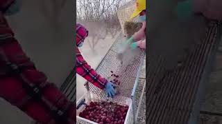 Process of Filtering Red Fruits with a Sieve  Unique tools to boost efficiency and streamline work [upl. by Ranson]