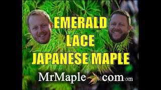 EMERALD LACE WEEPING GREEN JAPANESE MAPLE  JAPANESE MAPLES EPISODE 5 [upl. by Aelam]