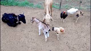 Funny Baby Goat Sound Video  Bakri Ke Bacche Ki Awaaz [upl. by Koenig647]