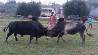 BYRIONG SANJAY vs B7 MYLLIEM 🐂 [upl. by Yahsel]