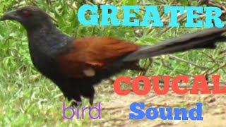 Greater COUCAL bird sound and catch prey in forest [upl. by Ranchod]