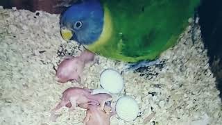 Plum Head Parakeet Progress  Plum head parrot breeding age  Plum head parrot baby birdschannal [upl. by Iffar]