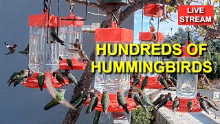 Live Hummingbird Feeder Cam Bird Feeder Simi Valley California [upl. by Akirehs890]