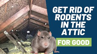 5 Step Solution to Get Rid of Rodents Like Mice and Rats in Your Attic for Good [upl. by Pierette]