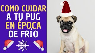 💖✅💥6 Consejos para cuidar a tu perro pug en época de invierno [upl. by Eemla]