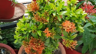 Best Flowering Plant  Ixora Plant  Care of Ixora Plant  How to Grow and Care Ixora Plant [upl. by Segalman]