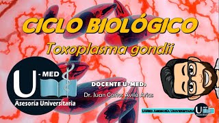 ✔Ciclo biológico de la TOXOPLASMOSIS 🐆🐱 [upl. by Fulviah]