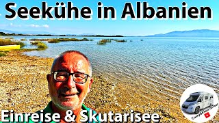 149 Albanien Seekühe im Skutariesee [upl. by Aleak256]