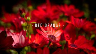 Senetti® Red Orange Sene Igonii [upl. by Pollerd]