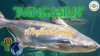 Pangasius farming in the Philippines  a profitable farming  Pangasianodon hypophthalmus [upl. by Asaeret]