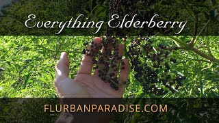 Discover the Power of Elderberry Enroll in the Online Course Today [upl. by Jarietta756]