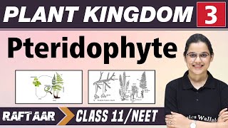 Plant and Kingdom 03  Pteridophyte  Class 11NEET  RAFTAAR [upl. by Nnahgem]