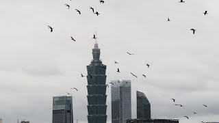 1131117 The great cormorants flying around Taipei 101 building [upl. by Lynus376]