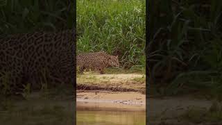 Riverside Ambush The Jaguar Strikes an Unsuspecting Caiman [upl. by Olympie]