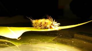 Parasitoid emerges from caterpillar [upl. by Fe]