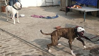 pakistani bully dog fight2023 pakistani bully vs pitbull fight real shorts dogfight pitbullvlogtv [upl. by Asilana]