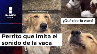 Perrito se vuelve viral por creerse una vaca ¡sabe mugir [upl. by Miguelita57]