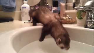 Ferret vs Sink of Water [upl. by Clotilda]