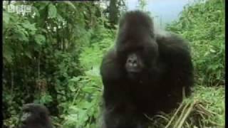 Remembering the first encounter with a silverback gorilla   Attenborough  BBC wildlife [upl. by Ykciv222]