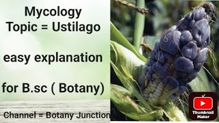 Topic  Ustilago for bsc Botany Msc Botany Mycology unit [upl. by Tess]