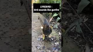 LYREBIRD bird sounds like gunfire [upl. by Stauffer972]